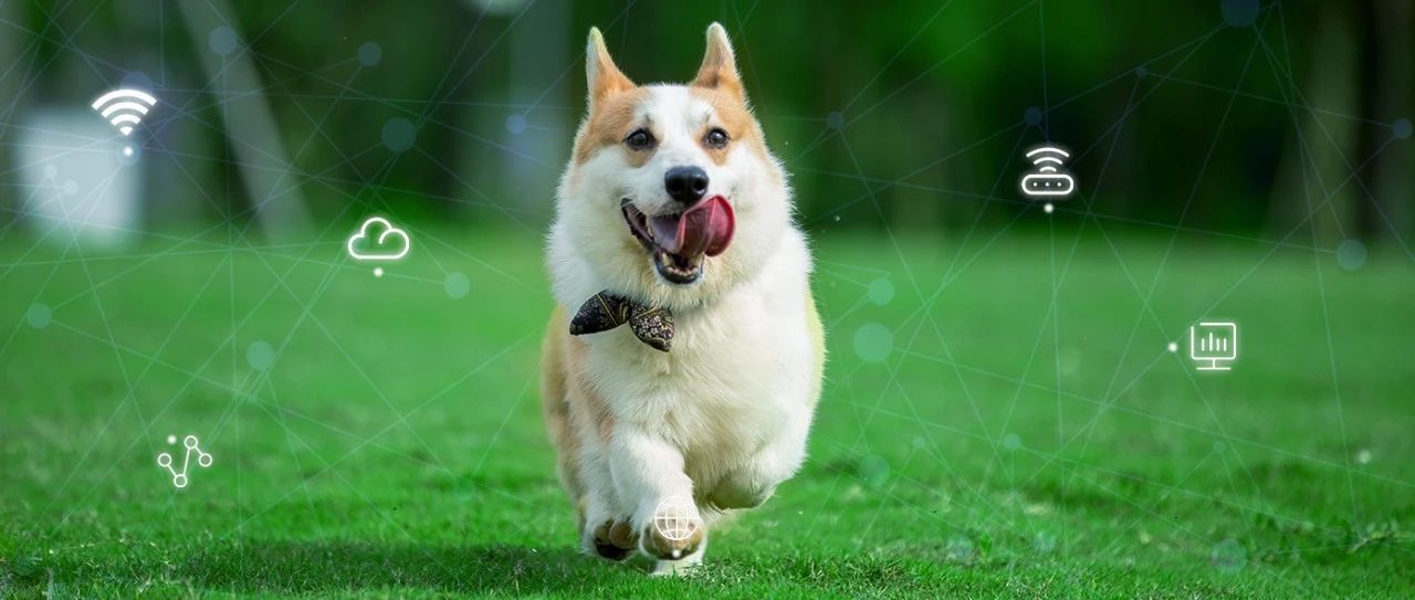 来见证 taptap点点体育首页网络为乖宝集团打造的这张网